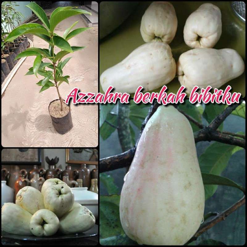 Jual Azzahra Berkah Bibitku Bibit Tanaman Buah Jambu Jamaika Putih Indonesia Di Seller Azzahra Berkah Bibitku Kota Metro Lampung Blibli