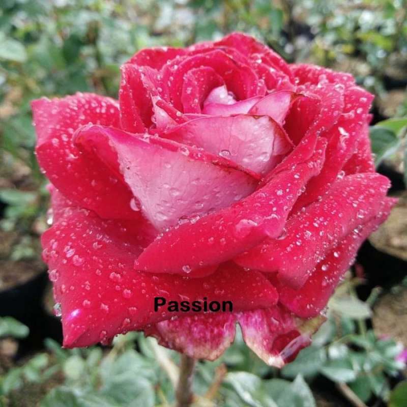 Jual Bunga Mawar Com Bibit Mawar Holland Passion Terbaru Juni 2021 Blibli