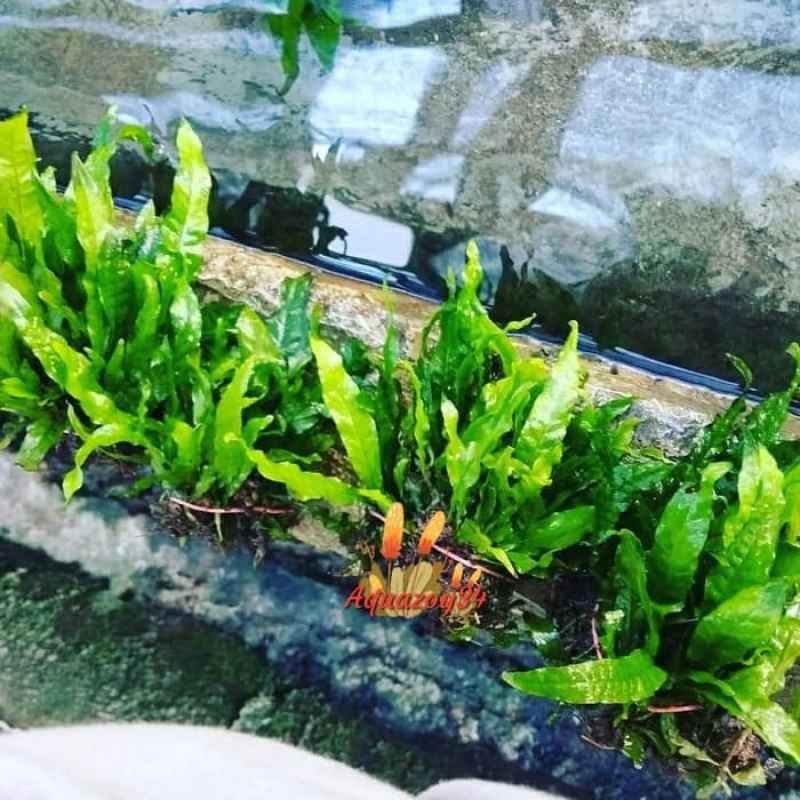 Kadaka Java Fern Tanaman Aquascape Terbaru Agustus 2021 Harga Murah Kualitas Terjamin Blibli
