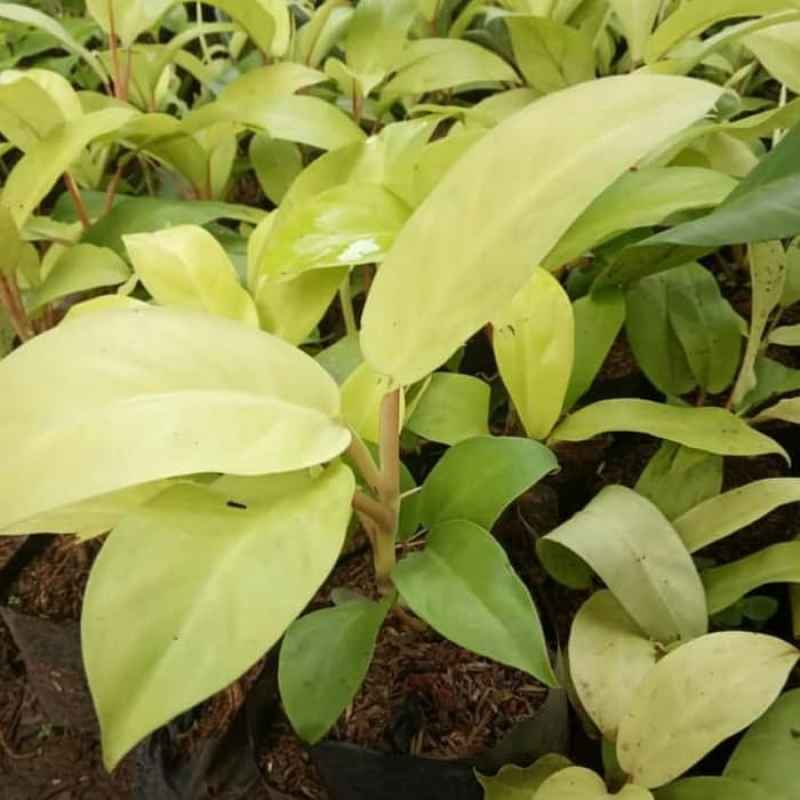 Jual Tanaman Hias Rambat Sirih Gading Centong Srigading Centong Online Februari 2021 Blibli