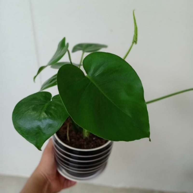 Jual Tanaman Hias Baby Monstera Deliciosa Online Februari 2021 Blibli