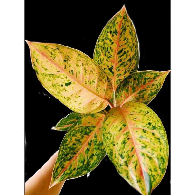 Jual Tanaman Hias Hidup Bunga Aglonema Bigroy Tanaman Indoor Aglaonema Bigroy Remaja Tanaman Aglonema Murah Murah Mei 2021 Blibli