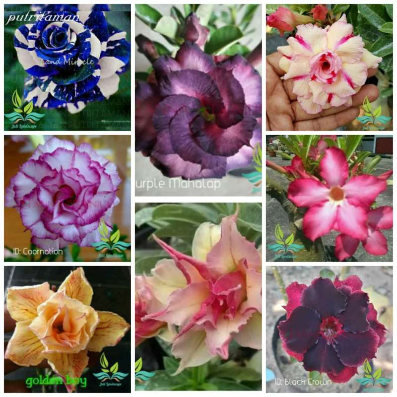 Jual Paket 8 Tanaman Hias Bibit Bunga Kamboja Adenium Bunga Tumpuk Online Maret 2021 Blibli