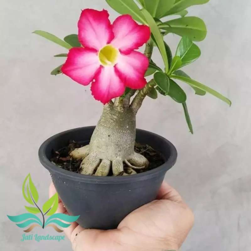 Jual Bibit Tanaman Adenium Bunga Merah Bonggol Bedar Kamboja Jepang Bonsai Online Maret 2021 Blibli