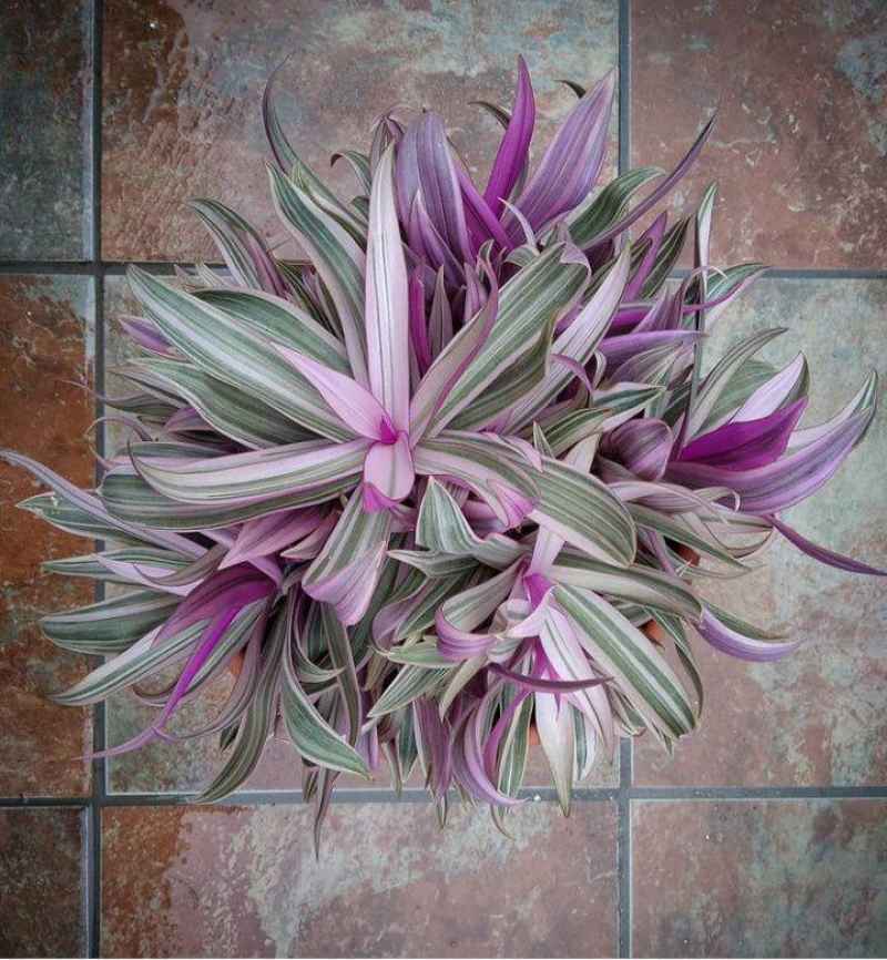 Jual Tanaman Hias Adam Hawa Tricolor Rhoeo Spathaceae Tricolor Online April 2021 Blibli