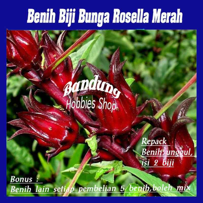 Jual Benih Bibit Bunga Rosella Merah Eceran Seribuan Murah Online April 2021 Blibli