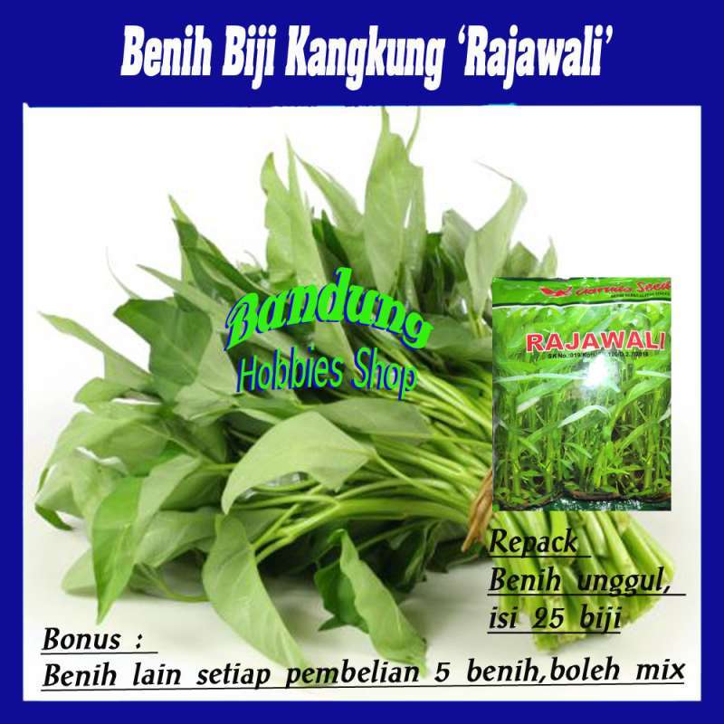 Jual Benih Bibit Kangkung Rajawali Eceran Seribuan Murah Online April 2021 Blibli