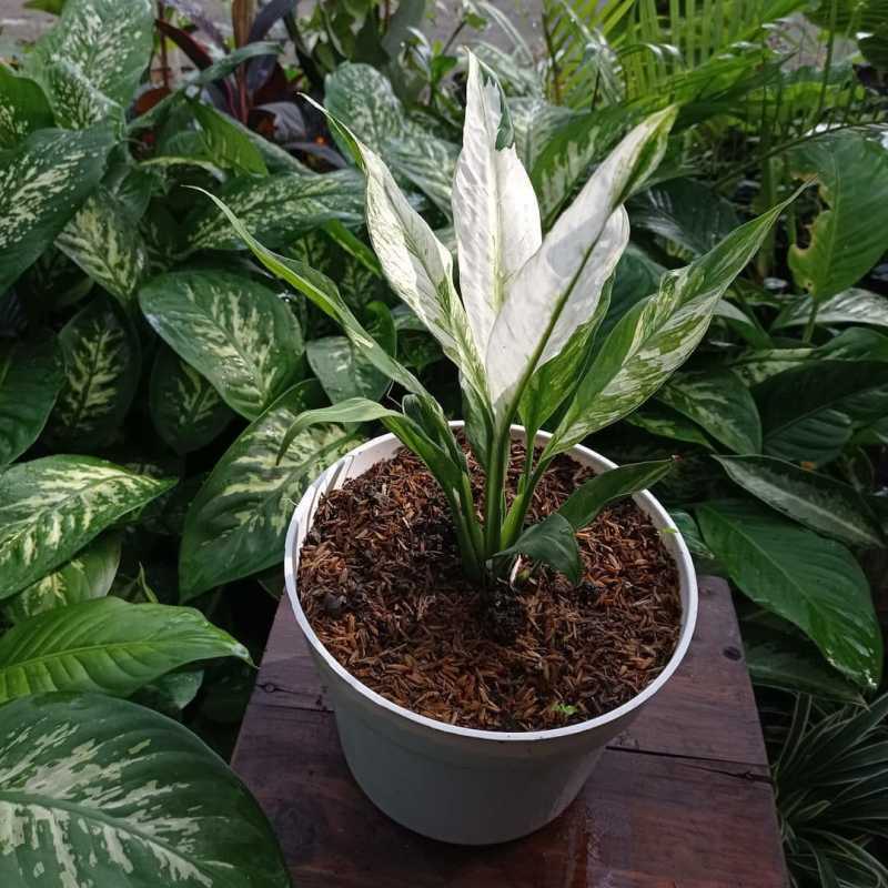 Promo Bunga Peace Lily Variegata | Spatyfillum di Seller Nashandra Florist - Kota Batu, Jawa Timur | Blibli