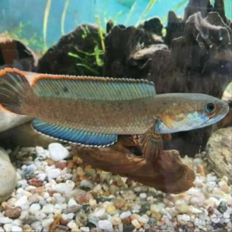 67+ Dekorasi Aquarium Channa Terbaik