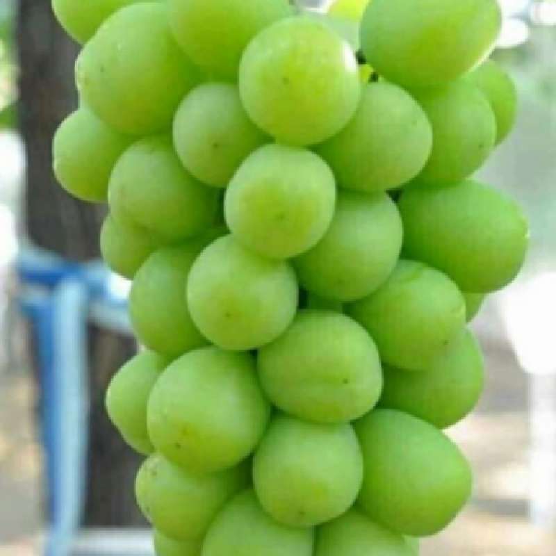 Jual buah anggur hijau 1/2kg di Seller Yusapharma - Grogol, Kota Jakarta  Barat | Blibli
