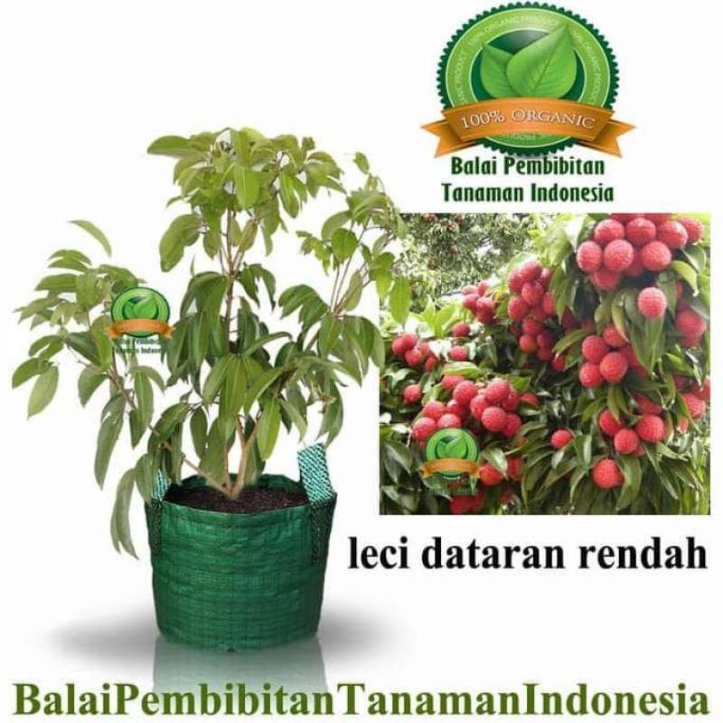 Jual Jual! Bibit Leci Kom Dataran Rendah / Bibit Buah / Tanaman Terbaik! di  Seller agrotanaman06 - Gunungsimping, Kab. Cilacap | Blibli