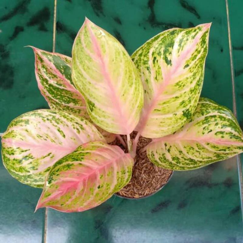 Jual Zplant Tanaman Hias Aglonema Big Ray Roy Bibit Daun Aglaonema Online November 2020 Blibli Com