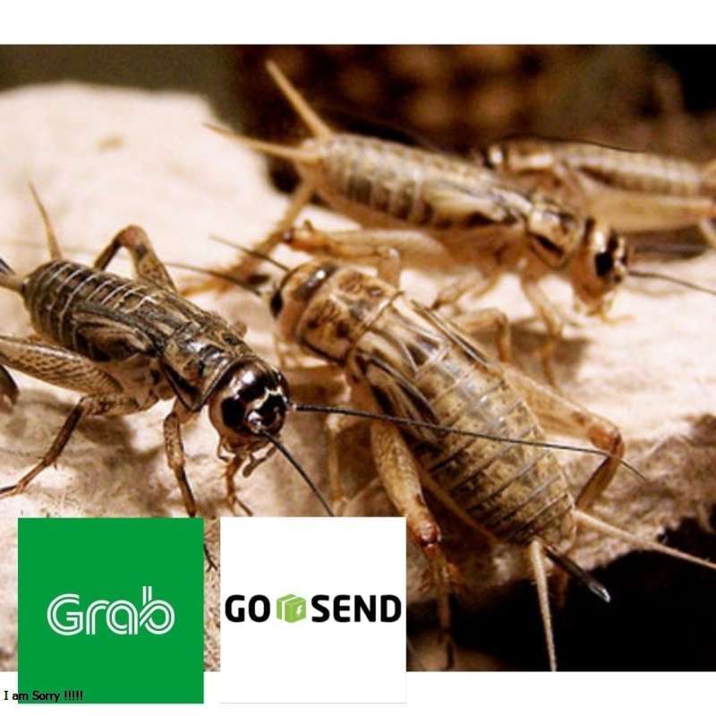 https://www.static-src.com/wcsstore/Indraprastha/images/catalog/full//98/MTA-42280774/tidak_ada_merk_jangkrik_alam_per_50_ekor_segar_pakan_burung_ikan_reptil_sugar_glider_full01_dqw675ma.jpg