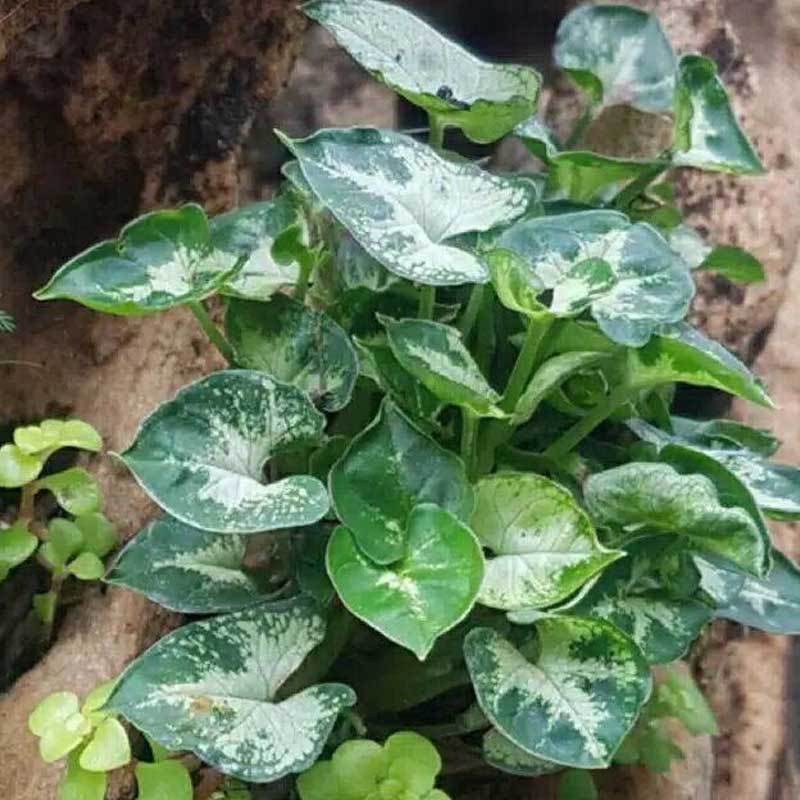 Jual River Ayu Singonium Atau Keladi Mini Tanaman Hias Online September 2020 Blibli Com,Mid Century Modern Home Design Ideas