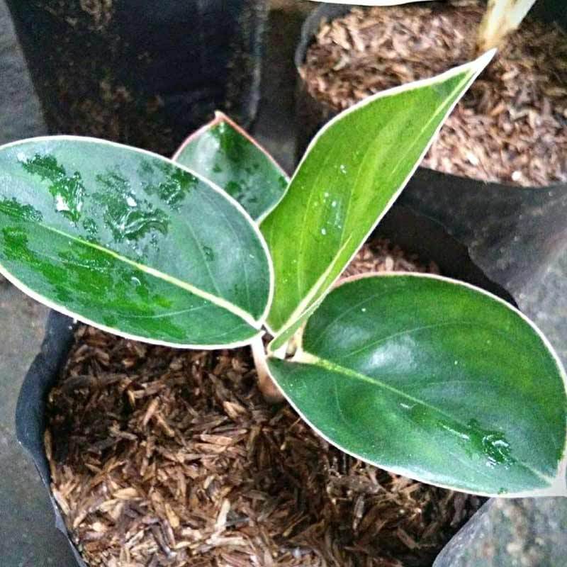 Jual Mandiri Bunga Bibit Aglonema Lipstik Clasik Tanaman Online Maret 2021 Blibli