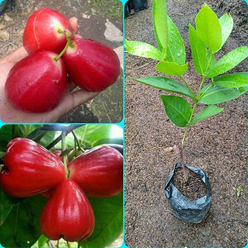 Jambu red 2025