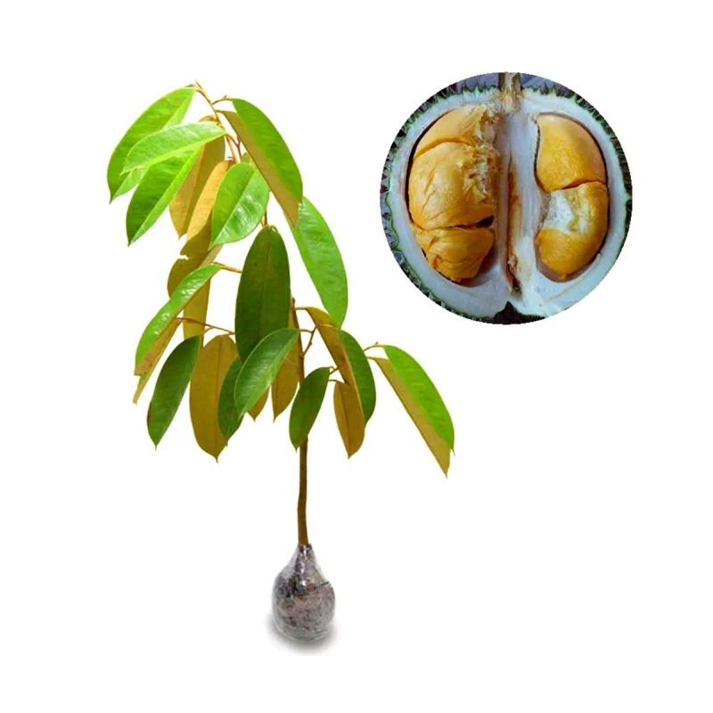 Jual Aneka Bibit Unggul Durian Duri Hitam Bibit Tanaman Buah Online Agustus 2020 Blibli Com