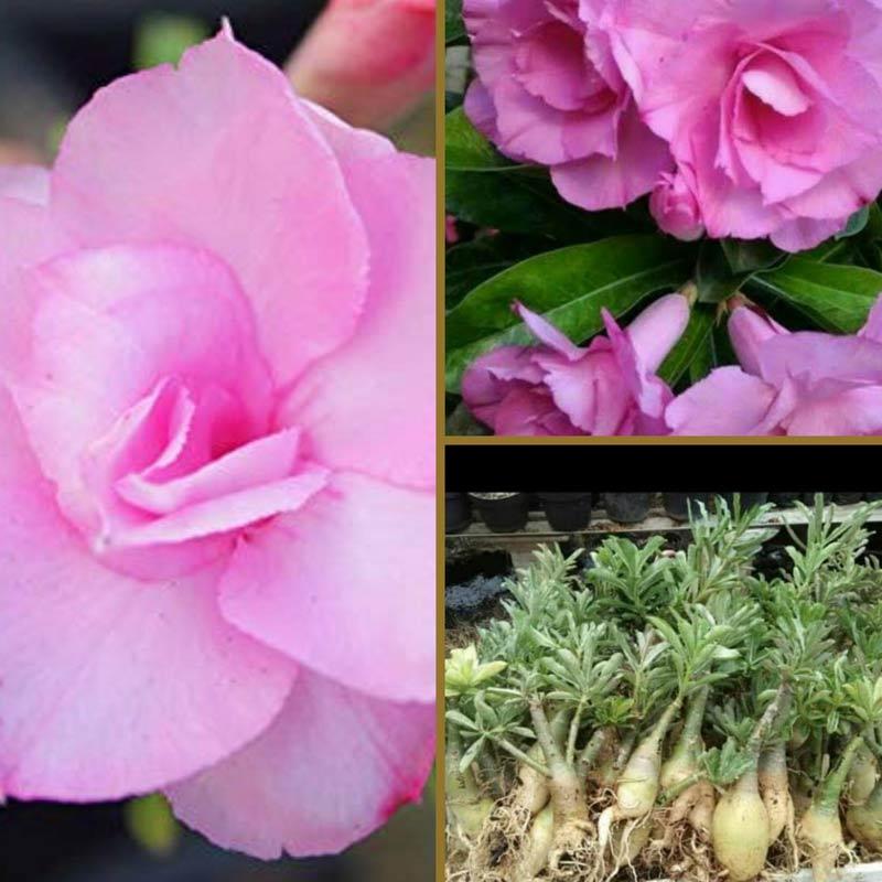 Jual Goldseeds Kamboja Adenium Shocking Pink Tanaman Hias Murah Maret 2020 Blibli Com