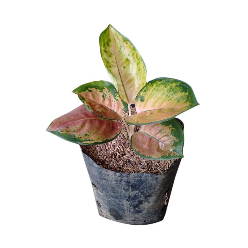 Jual Golden Green Farm Aglonema Sultan Brunei Tanaman Online April 2021 Blibli