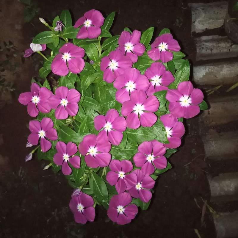 Featured image of post Aneka Jenis Bunga Vinca Untuk varietas vinca jenis inilah yang paling unik sebab pada kuntum bunganya terdapat 2 variasi yang berbeda yakni merah muda dan merah tua