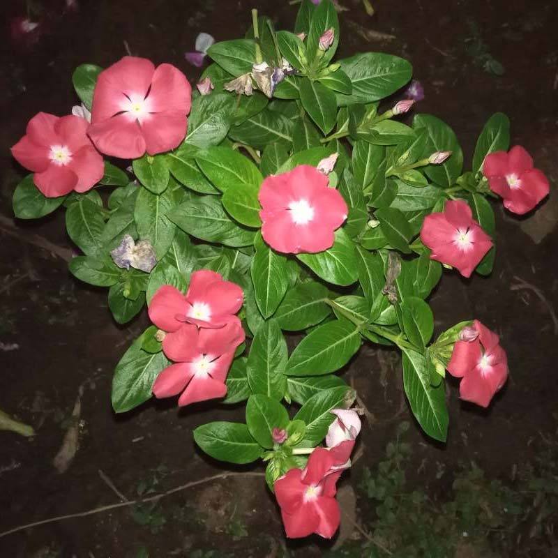 Featured image of post Jenis Bunga Vinca Tegak Nah untuk program budidaya sekitar 18 macam bunga anggrek yang biasa dibudidayakan
