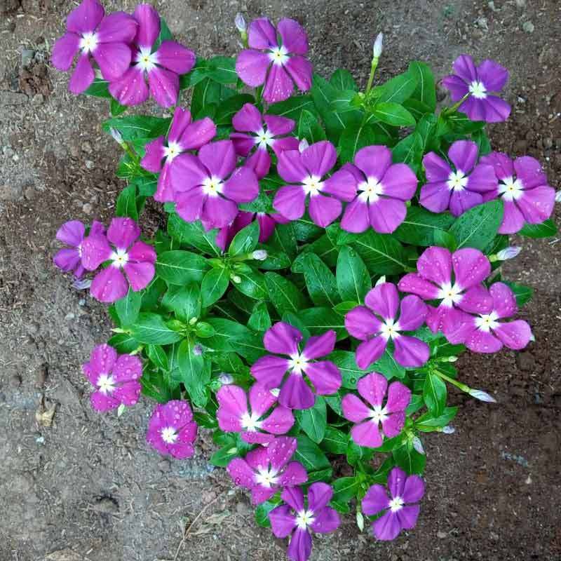 Jual Griyo Sekar Bunga Vinca Jenis Tegak Tanaman Online Februari 2021 Blibli Buta warna merupakan salah satu masalah penglihatan. griyo sekar bunga vinca jenis tegak tanaman