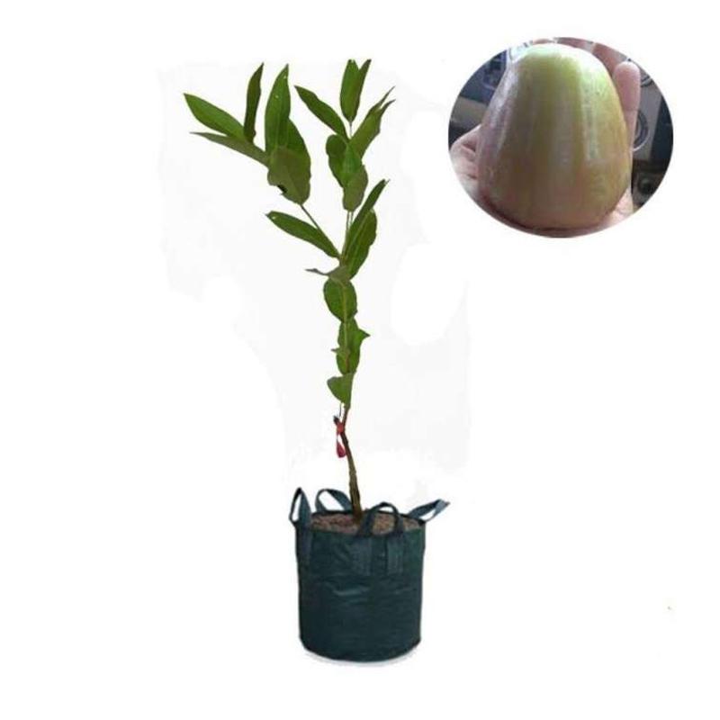Jual Aneka Bibit Unggul Jambu Air Bajang Leang Bibit Tanaman Online November 2020 Blibli Com
