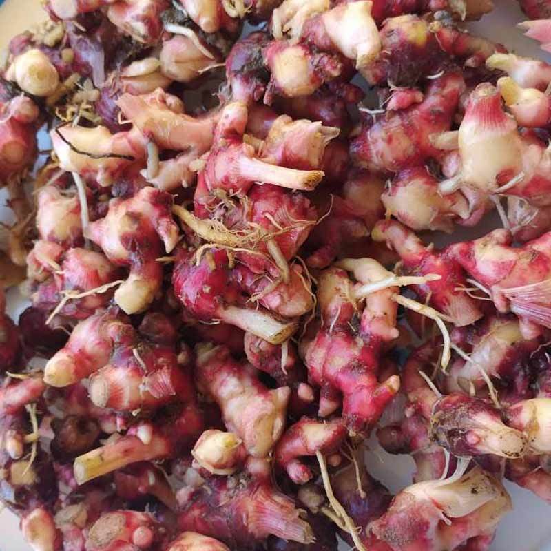 Jual Jahe Merah Online Desember 2020 Blibli