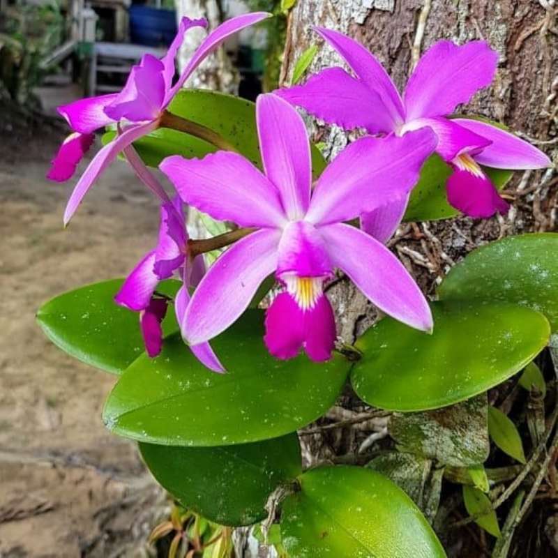 Jual Kattegat X Botanical Anggrek Cattleya Seedling Bibit Tanaman Hias Online Oktober 2020 Blibli Com