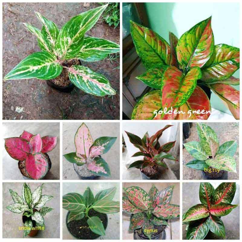 Jual Bibit Unggul Nursery Aglonema Tanaman 10 Jenis Online Maret 2021 Blibli Harga/order dll silahkan hub whatsapp 081212281921 dgn euis 🙏. bibit unggul nursery aglonema tanaman 10 jenis