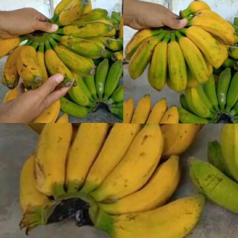Jual Ibaza Fruitsbox Pisang Raja Buah Segar Harga Grosir 1 Box Isi 10 Sisir Online November 2020 Blibli Com