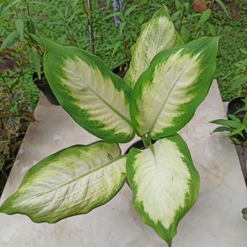 Jual Go Shop Aglonema Susu Tanaman Hias Online April 2021 Blibli