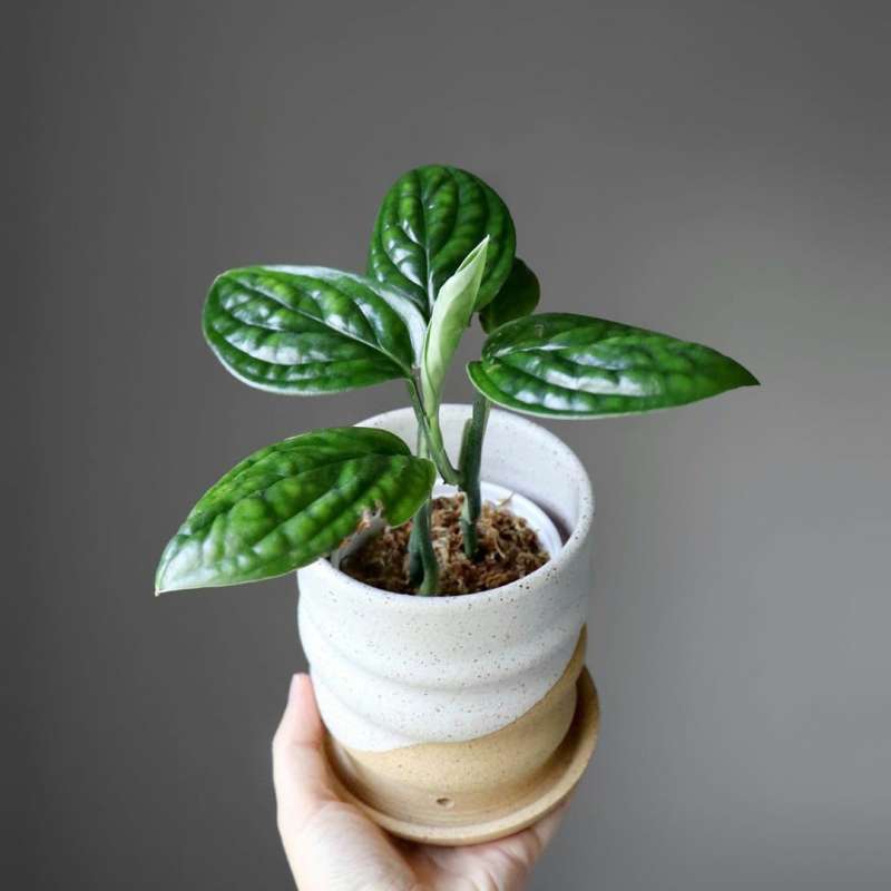 Jual Monstera Peru Karstenianum Tanaman Hias Rambat Online Desember 2020 Blibli