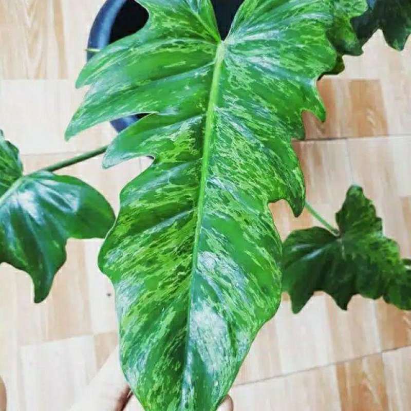 Jual Philodendron Lime Fiddle Fuzzy Green Mottled Petakku Online Oktober 2020 Blibli Com