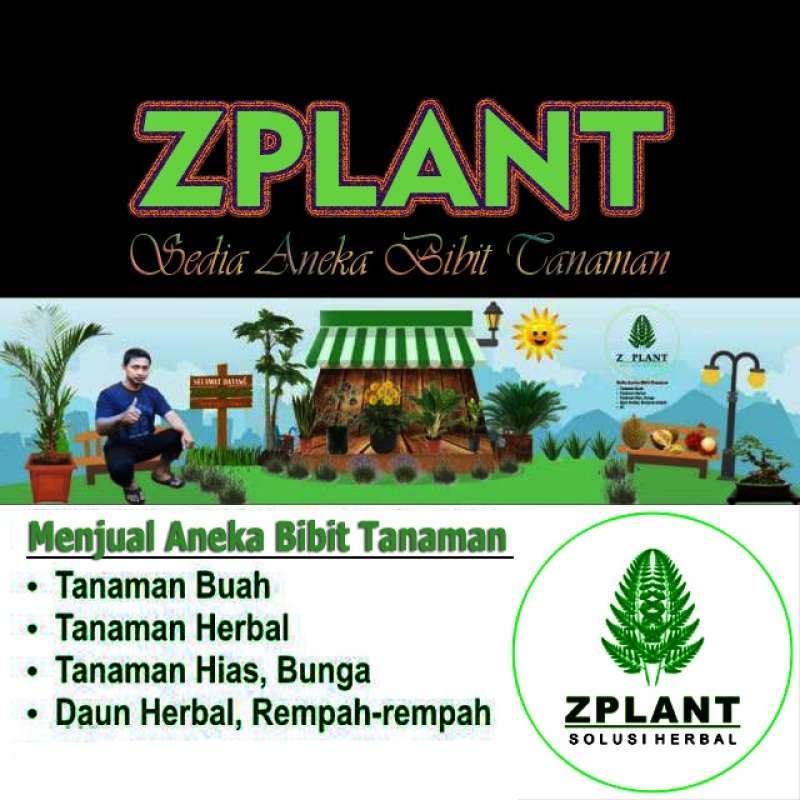 Jual Tanaman Pacar Cina Culan Kemuning Online Oktober 2020 Blibli Com