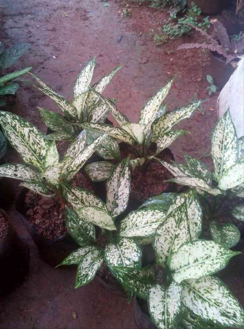 Jual Bunga Aglonema Snow White 2 Paket Isi 2 Online Maret 2021 Blibli