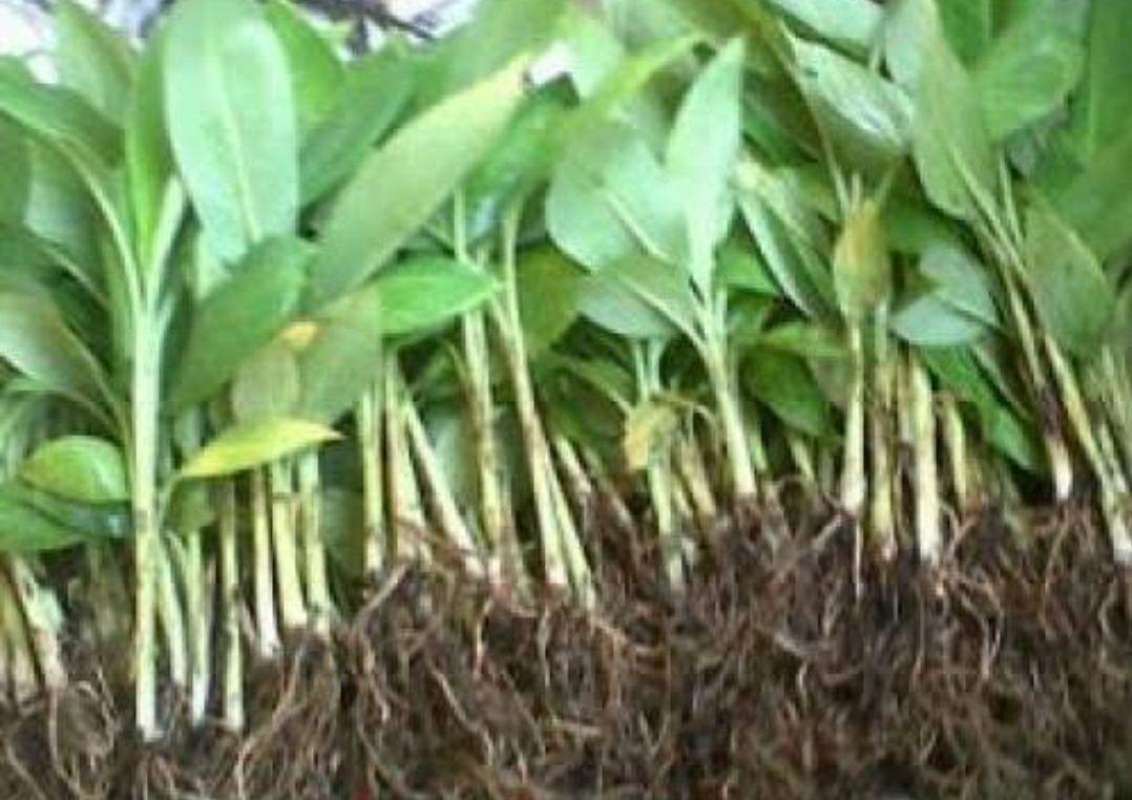 Promo Bibit Pohon Pisang Tanduk Super Di Seller Greenforceshop Kota Bandung Jawa Barat Blibli