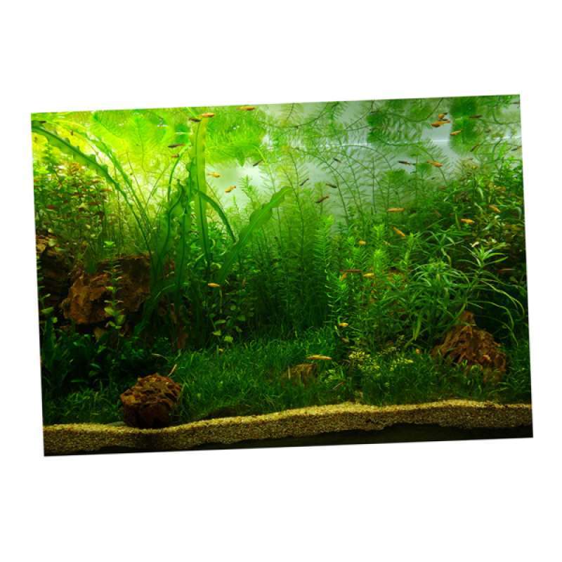 Jual Pvc Aquarium Background Poster, Fish Tank Plants Landscape Waterproof Terbaru Juni 2021 | Blibli