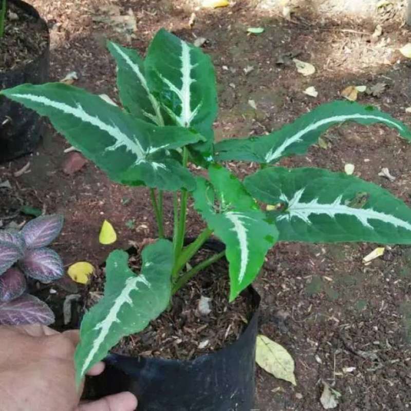 Tanaman Hias Keladi Tikus Tanaman Hias Keladi Wedlandi Keladi Tikus Tanaman Hias Keladi Hijau Tanaman Keladi Mini Terbaru September 2021 Harga Murah Kualitas Terjamin Blibli