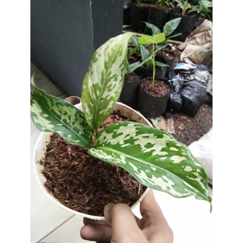 Jual Blanceng Abri Philodendron Jose Loreng Aglonema Army Tanaman Koleksi Online Maret 2021 Blibli Sri rejeki alias chinese evergreens juga cukup populer di dunia karena digunakan sebagai tanaman hias yang mudah dirawat dan memiliki penampilan memikat. blanceng abri philodendron jose loreng aglonema army tanaman koleksi