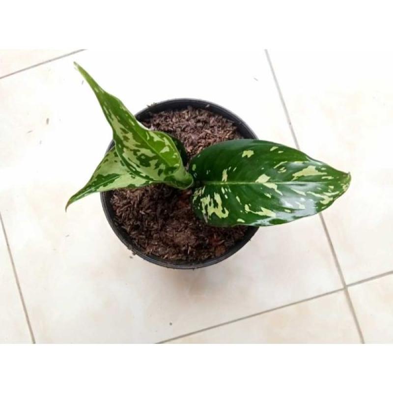 Jual Blanceng Abri Philodendron Jose Loreng Aglonema Army Tanaman Koleksi Online Maret 2021 Blibli Sri rejeki legacy juga mempunyai daun dengan perpaduan warna hijau pada daun dan merah yang lebih gelap pada tulang daun. blanceng abri philodendron jose loreng aglonema army tanaman koleksi