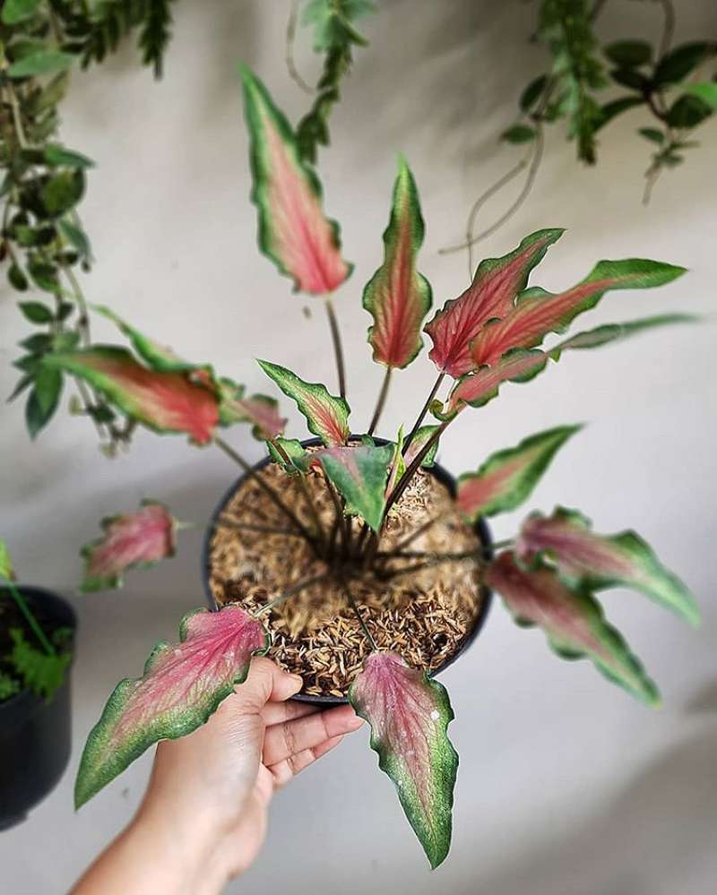 Jual Tanaman Hias Keladi Keladi Keris Keladi Merah Keladi Keris Merah Caladium Caladium Red Terbaru Juni 2021 Blibli