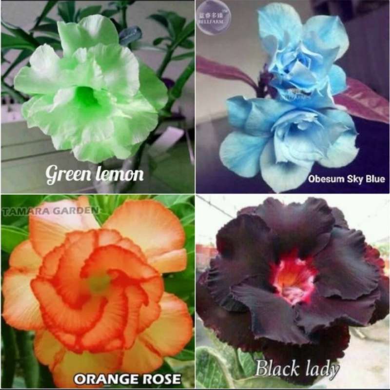 Paket 4 Bibit Tanaman Hias Adenium Tanaman Hias Bunga Adenium Terbaru Agustus 2021 Harga Murah Kualitas Terjamin Blibli