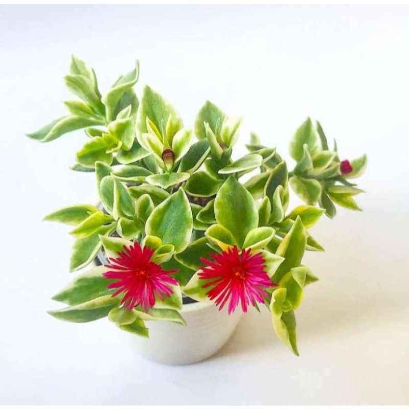Jual Tanaman Hias Aptenia Variegata Baby Sunrose Red Apple Murah Mei 2021 Blibli