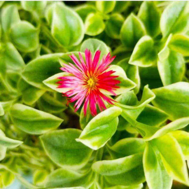 Jual Tanaman Hias Aptenia Variegata Baby Sunrose Red Apple Murah Mei 2021 Blibli