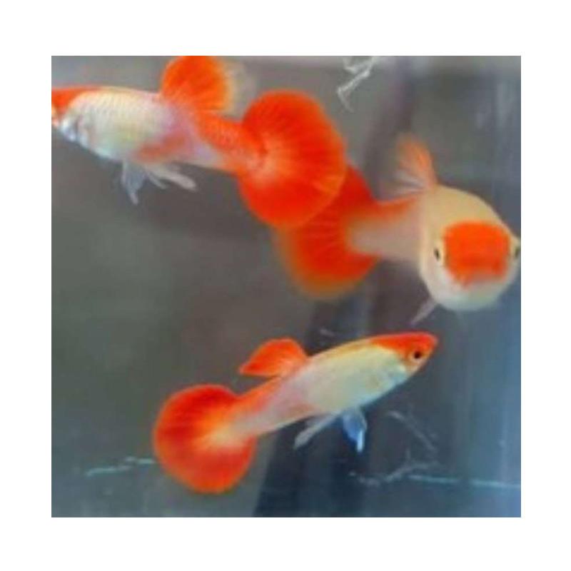 Jual Ikan Guppy Platinum Koi Di Seller Faris Farm Kab Bogor Jawa Barat Blibli