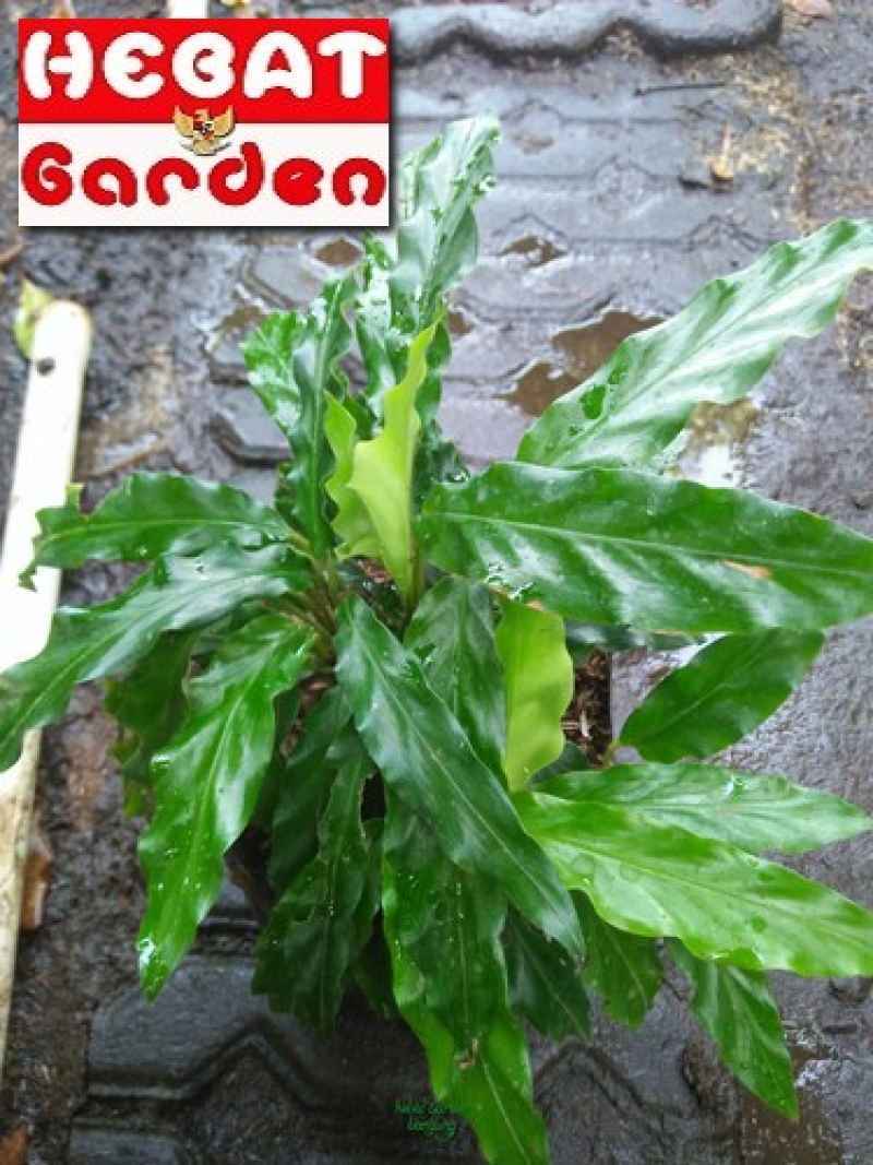 dracaena a XL Dracaena angustifolia 'Dracaena Marginata', 6-7' tall, 14" pot
