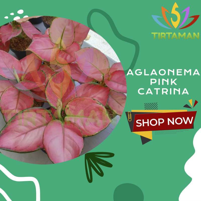 yellow asiatic lilies Wholesale Asiatic Lily Yellow Flowers for Bouquets Online @ Flower Explosion