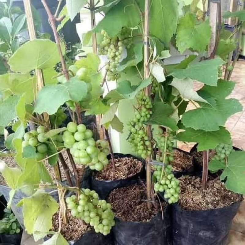 Jual Bibit anggur hijau - pohon anggur hijau di Seller sentrabibit06 -  Kebumen, Kab. Banyumas | Blibli