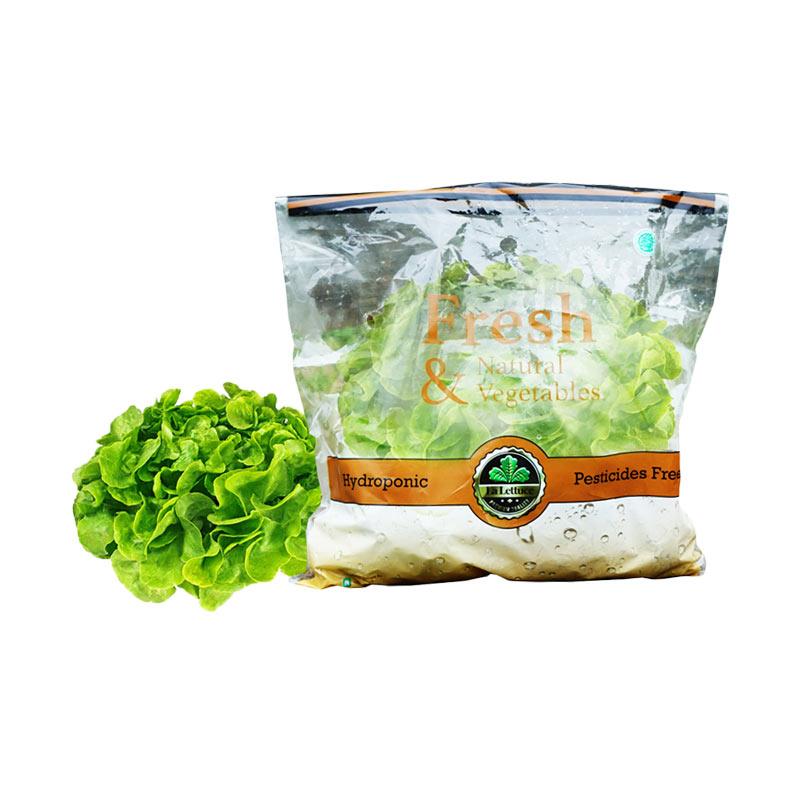 Jual La Lettuce Greean Oaklead Sayuran Hidroponik Murah Maret 2020